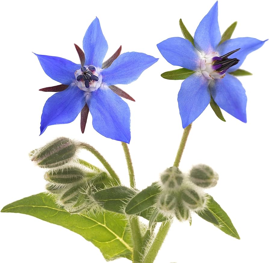 borage