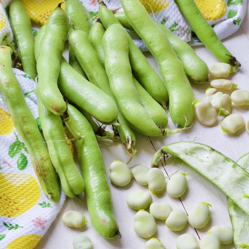 broad bean