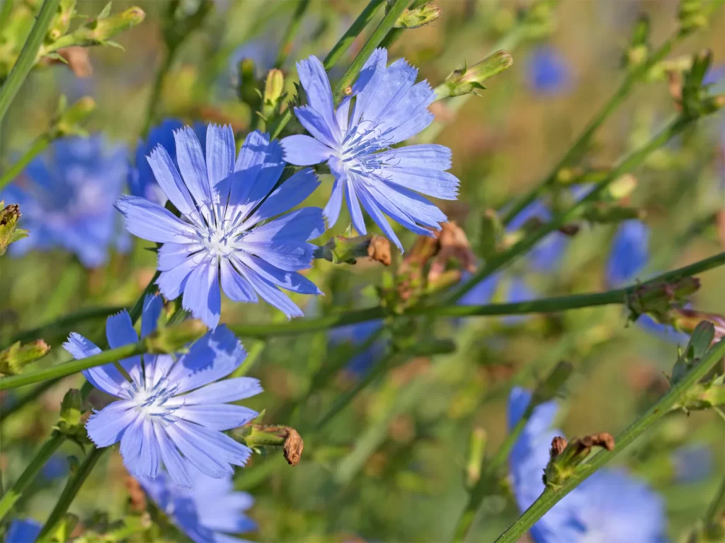 chicory