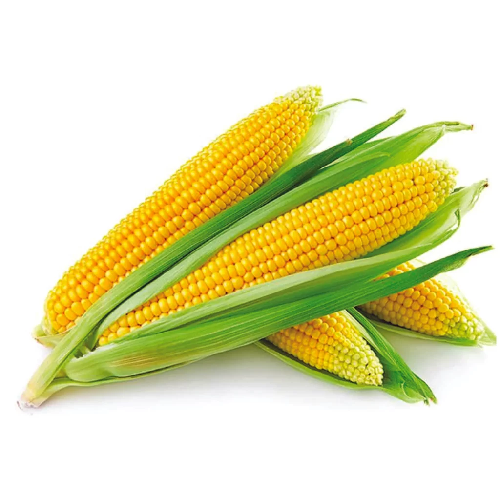 maize