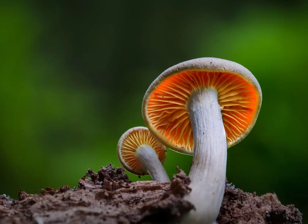 mushroom