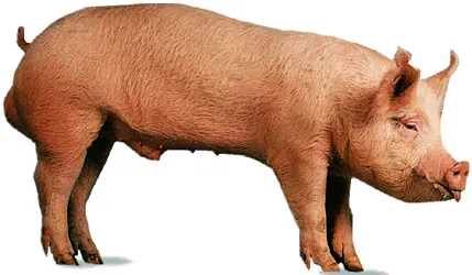 pig